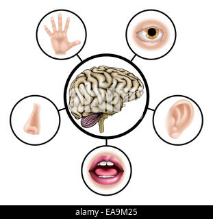 A science education illustration of icons representing the five senses attached to central brain Stock Photo