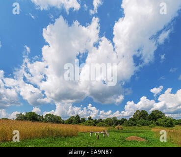 Rural field, wheat, potatoes and loading of hay on a cart. Stock Photo