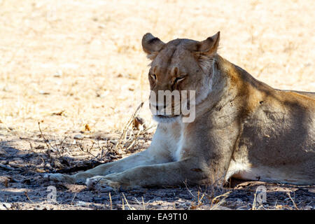 Female Lion Lying and resting in Grass in shade of tree. Kgalagadi Transfrontier Park, Botswana, true wildlife Stock Photo