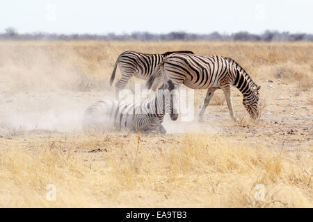 Zebra rolling on dusty white sand. Etosha national Park, Ombika, Kunene, Namibia. True wildlife photography