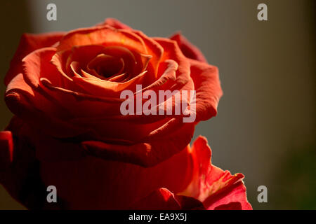 isolated red rose in back light Stock Photo