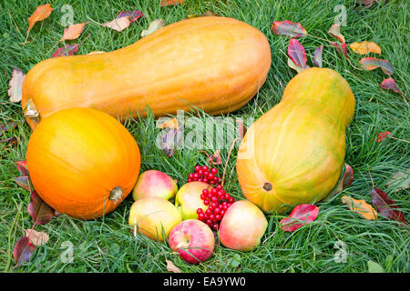 On the green grass lay three large ripe pumpkin, ripe apples and red berries. Stock Photo