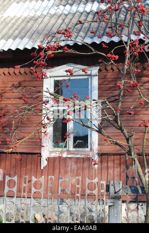 wooden flamed old glass window in country home with red rowan tree under Stock Photo