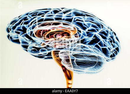 Spain, Burgos: Scientific drawing of the human brain in the Museum of Human Evolution Stock Photo