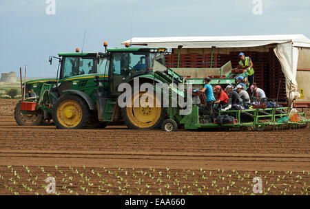 Migrant workers from eastern Europe planting lettuces on a British farm Stock Photo