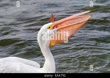 American white pelican (Pelecanus erythrorhynchos) swallowing a large catch. Galveston, Texas, USA. Stock Photo