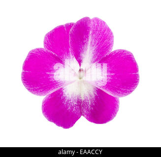 pink impatiens flower isolated on white background Stock Photo