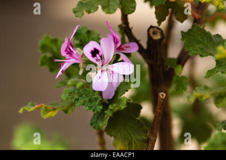 Pelargonium Quercifolium Stock Photo