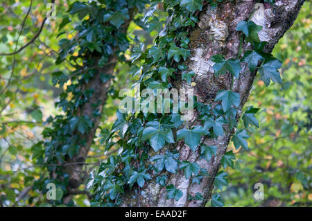 Green glossy Ivy (Hedera Helix) growing up a Birch tree trunk. Stock Photo