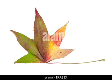Autumnal colour change in a maple leaf Stock Photo
