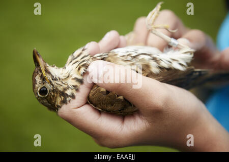 A girl holding a wild bird carefully in her hands. Stock Photo