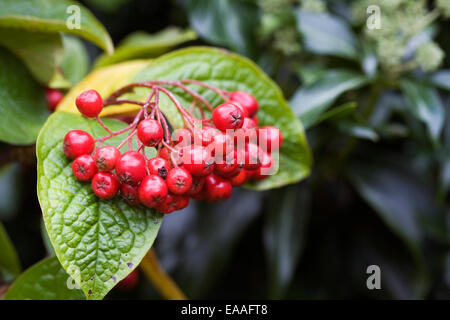 Cotoneaster bullatus berries in Autumn. Stock Photo
