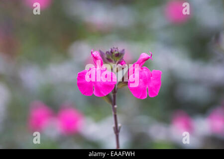 Salvia microphylla 'Pink Blush'. Small evergreen shrub growing in a flower border. Stock Photo