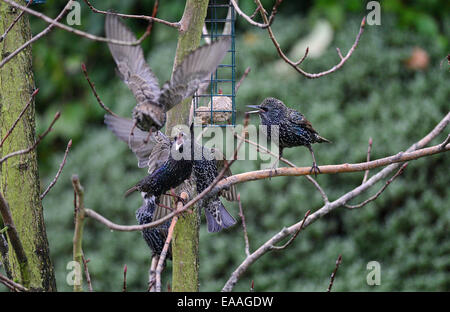 Londonderry, Northern Ireland. 10th November, 2014. UK Weather. Starlings quarrel over access to garden bird feeder on a cold November afternoon. Credit:  George Sweeney/Alamy Live News Stock Photo