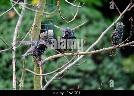 Londonderry, Northern Ireland. 10th November, 2014. UK Weather. Starlings quarrel over access to garden bird feeder on a cold November afternoon. Credit:  George Sweeney/Alamy Live News Stock Photo