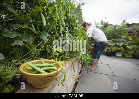 A woman picking peas, bowl of freshly picked peas.