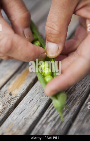 Person shelling fresh picked garden peas.