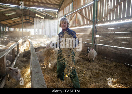 A woman shepherd in blue overalls standing in sheep barn spreading straw bedding. Stock Photo