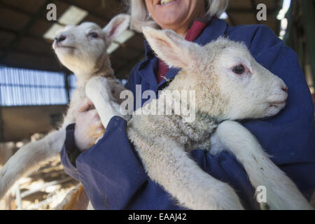 Woman holding two lambs in her arms. New spring lambs in the lambing shed. Stock Photo