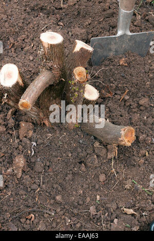 Planting up a mature Tree Heather (Erica arborea) stump which has been hard pruned for repositioning in a different area. Stock Photo