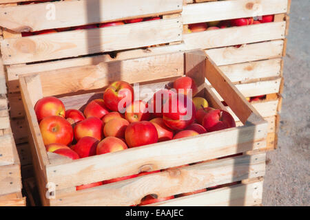 Several wooden boxes with ripe red apples Stock Photo - Alamy