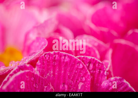Super macro shot of primula blossoms, low depth of focus Stock Photo