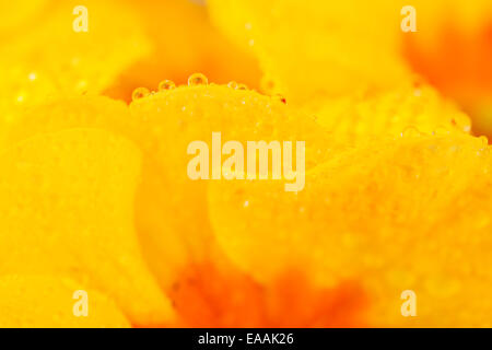 Super macro shot of primula blossoms, low depth of focus Stock Photo