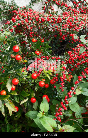Solanum capsicastrum (Winter Cherry) growing with Cotoneaster horizontalis Stock Photo