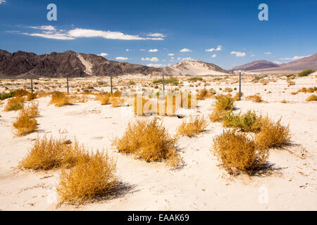 Tumbleweed growing in the Mojave Desert in California, USA. Stock Photo