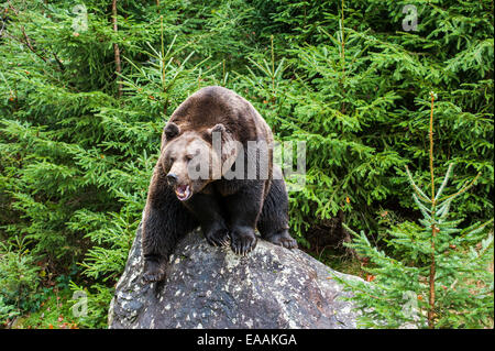 Growling Eurasian brown bear (Ursus arctos arctos) sitting on rock in forest with pine trees Stock Photo