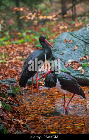 Two black storks (Ciconia nigra) foraging in pond in forest Stock Photo