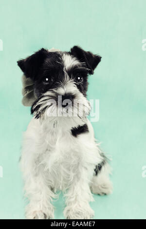 Twelve week old parti-colored Mini Schnauzer against a blue background. Extreme shallow depth of field with selective focus on p Stock Photo