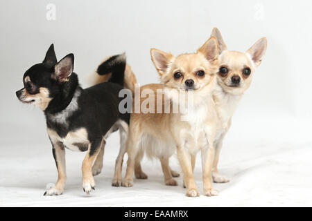 Long haired Chihuahuas on white background Stock Photo