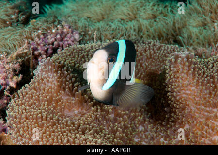 Sebae Anemonenfisch (Amphiprion sebae) Bohol Sea, Philippines, Southeast Asia Stock Photo
