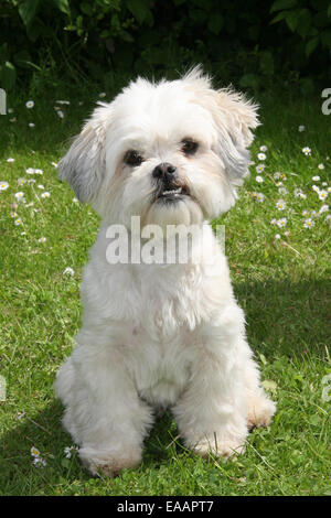 Full length portrait of Bichon looking cheekily at the the camera,  teeth just showing. Stock Photo