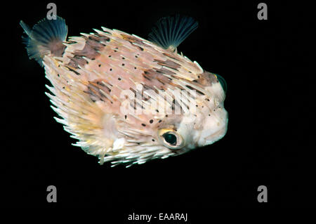 Long-spine porcupinefish, longspined porcupinefish or freckled porcupinefish (Diodon holocanthus) Bohol Sea, Philippines Stock Photo