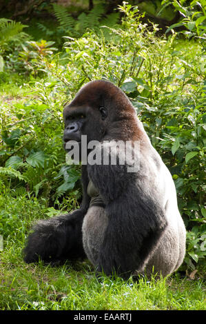 Horizontal close up of a Silverback gorilla. Stock Photo