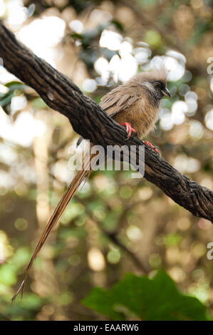 Vertical close up of a Speckled Mousebird, Colius striatus, in an aviary. Stock Photo
