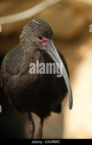 Vertical close up of a white-faced ibis bird, Plegadis chihi, in an aviary.