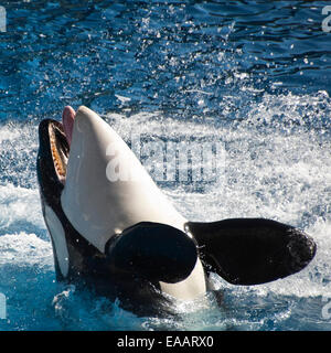 Square close up of an Orca or killer whale. Stock Photo