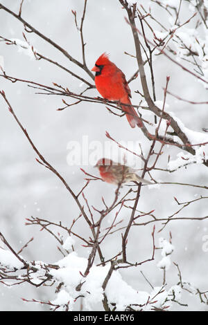 Cardinal and house finch in serviceberry Stock Photo