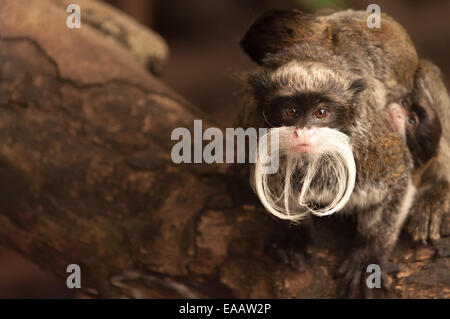 Bearded emperor tamarin with a baby Stock Photo