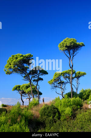 Umbrella pine trees at Kaiafas beach, municipality of Zacharo,  Ilia, Peloponnese, Greece Stock Photo