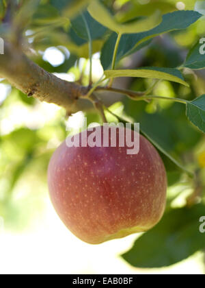 ripe apple growing on tree