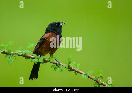 Orchard Oriole perched on a branch. Stock Photo