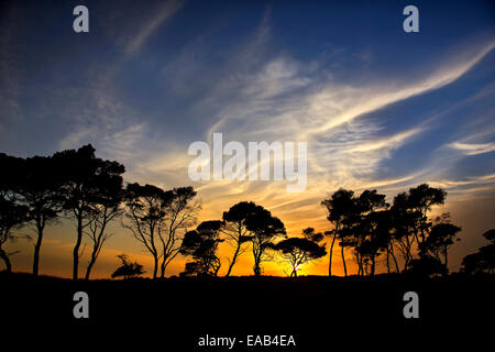 'African' landscape with umbrella pine trees at Kaiafas beach, Ilia, Peloponnese, Greece Stock Photo
