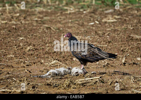 Turkey buzzard feeding on the carcass of a dead animal. Stock Photo