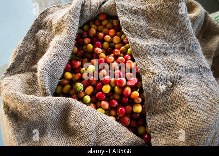 Harvested coffee cherries in a burlap sack, Kona Coast, The Big Island, Hawaii USA Stock Photo