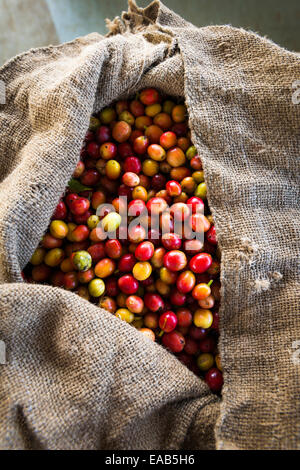 Harvested coffee cherries in a burlap sack, Kona Coast, The Big Island, Hawaii USA Stock Photo