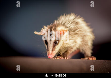 andean white eared opossum on a branch zarigueya Stock Photo